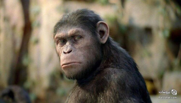 رتبه‌بندی مجموعه فیلم‌های “سیاره میمون‌ها” (Planet of the Apes)